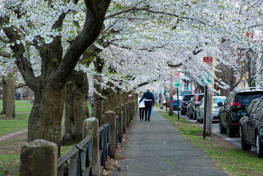 Wooster Square Cherry Blossoms in Full Bloom Chris Randall I Love