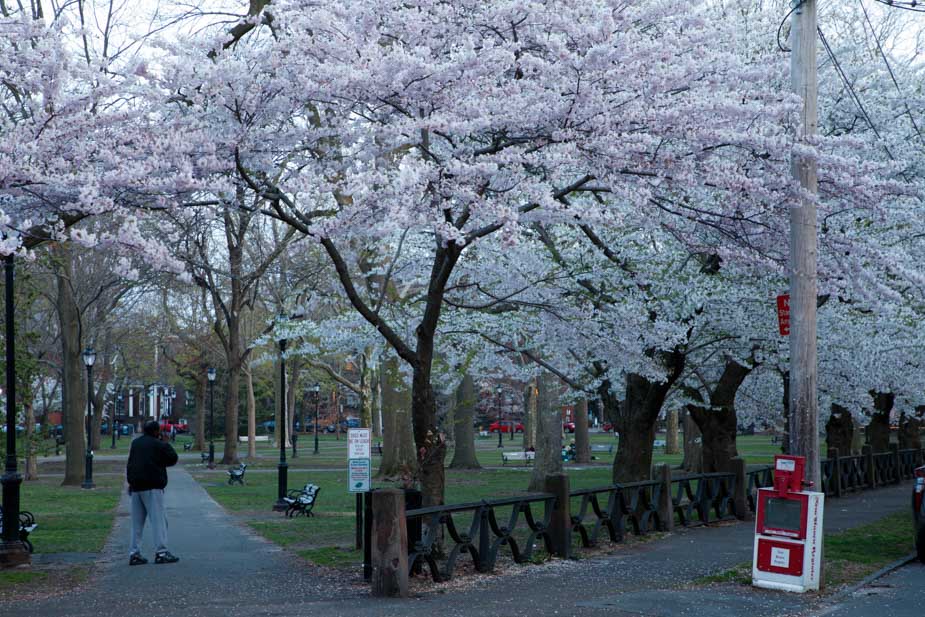 Wooster Square Cherry Blossoms in Full Bloom Chris Randall I Love