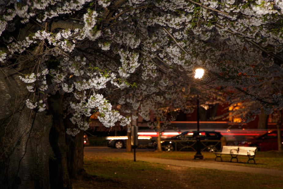 Wooster Square Cherry Blossoms in Full Bloom Chris Randall I Love