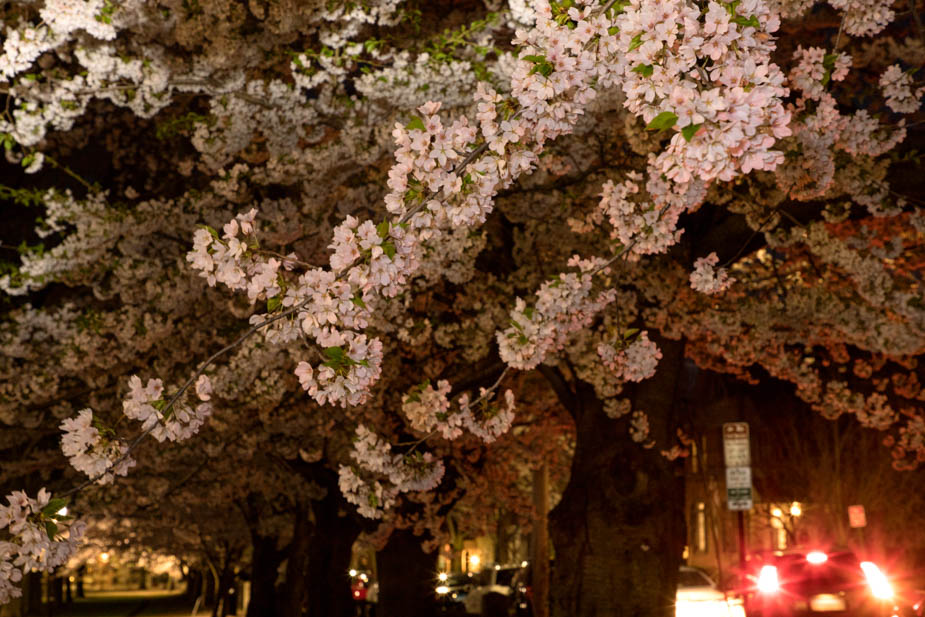 Wooster Square Cherry Blossoms in Full Bloom Chris Randall I Love