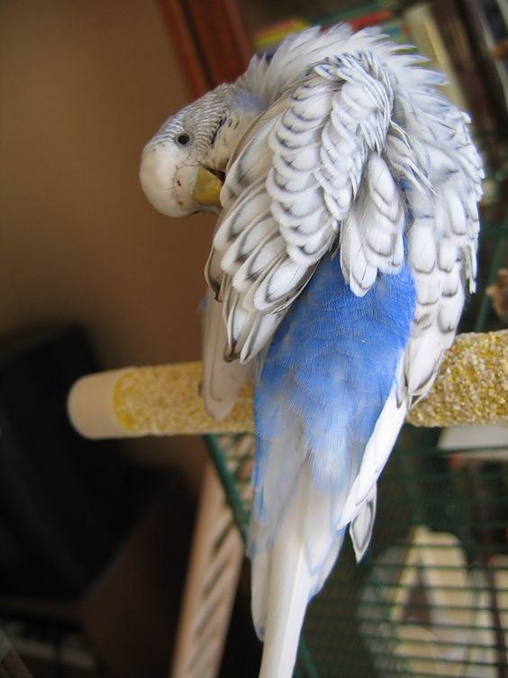 Champion Bird Breeder and his Albino Budgerigar I Love Parakeets