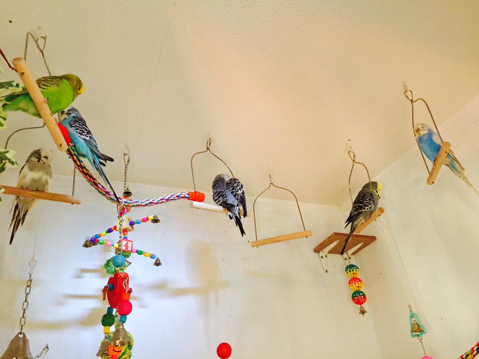 Jen Jane's Beautiful Budgie Aviary DIY Parakeet Home I Love Parakeets