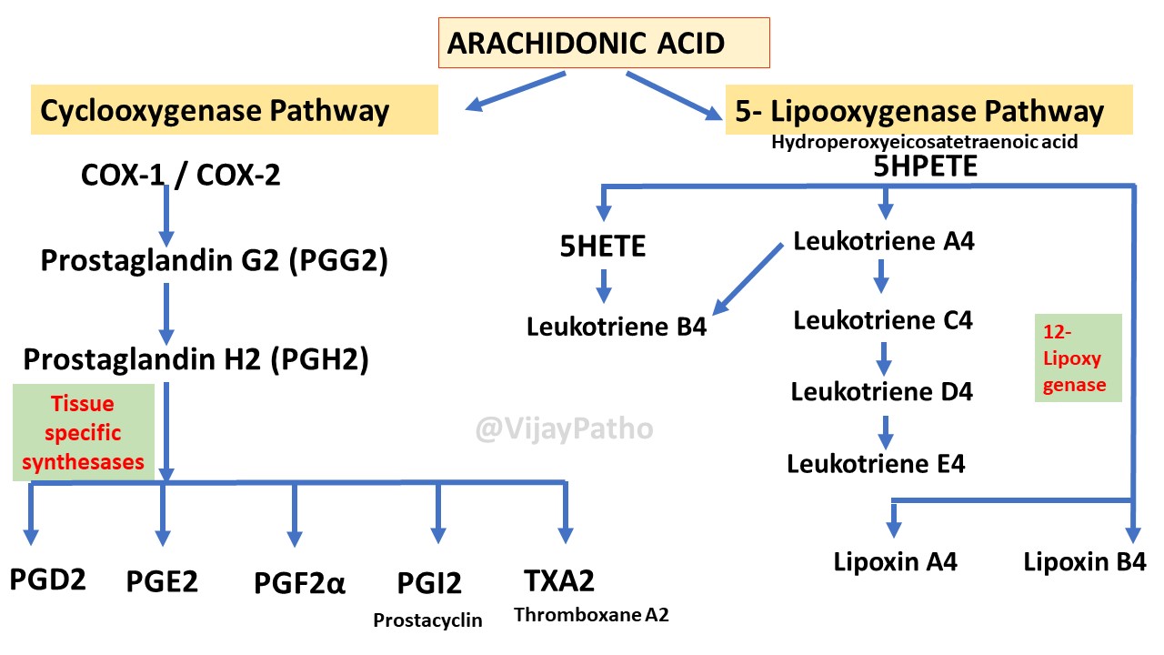 Chemical Mediators of Inflammation ARACHIDONIC ACID METABOLITES