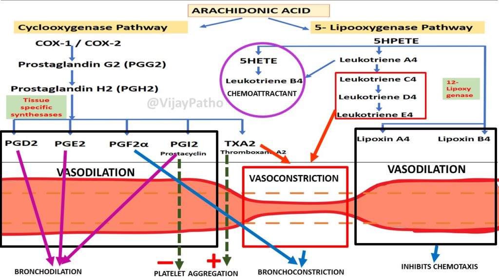 Chemical Mediators of Inflammation ARACHIDONIC ACID METABOLITES