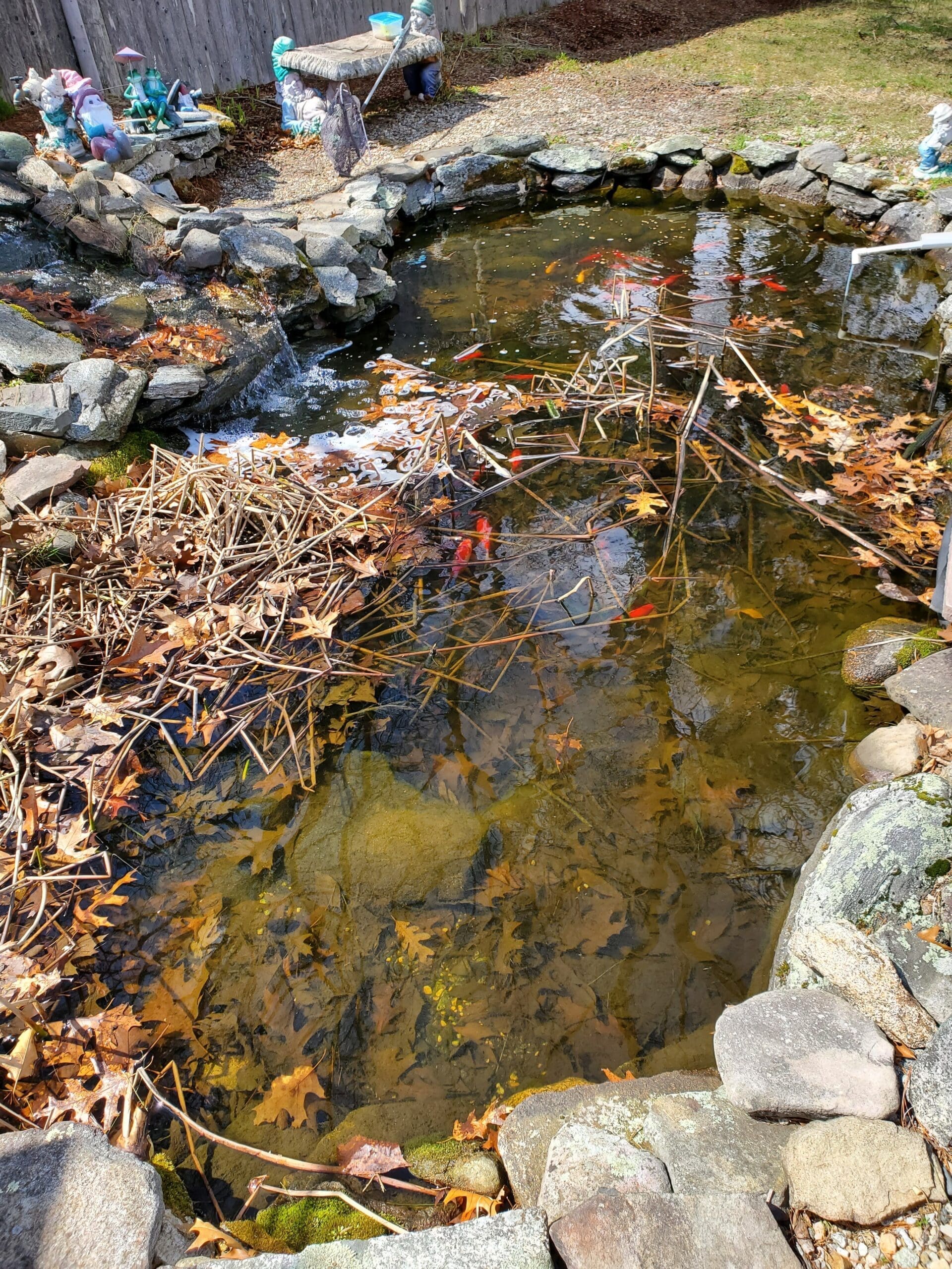 Top Algae Control Solutions for Ponds in Massachusetts New England