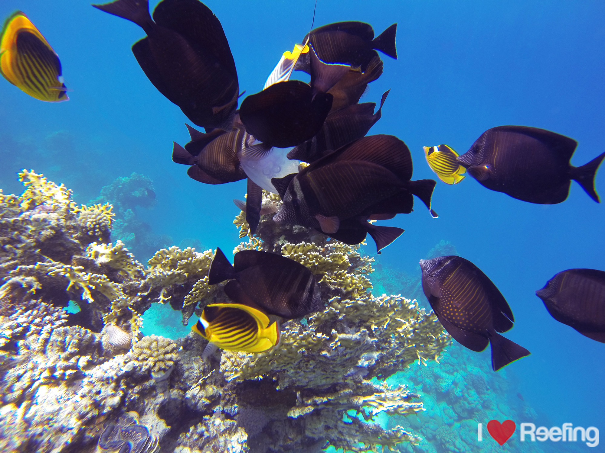Schnorcheln in Ägypten bei Marsa Alam jetzt Unterwasserbilder! I LOVE