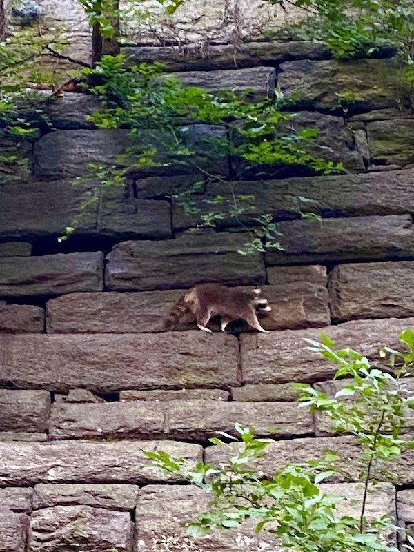 A Raccoon Takeover in Riverside Park