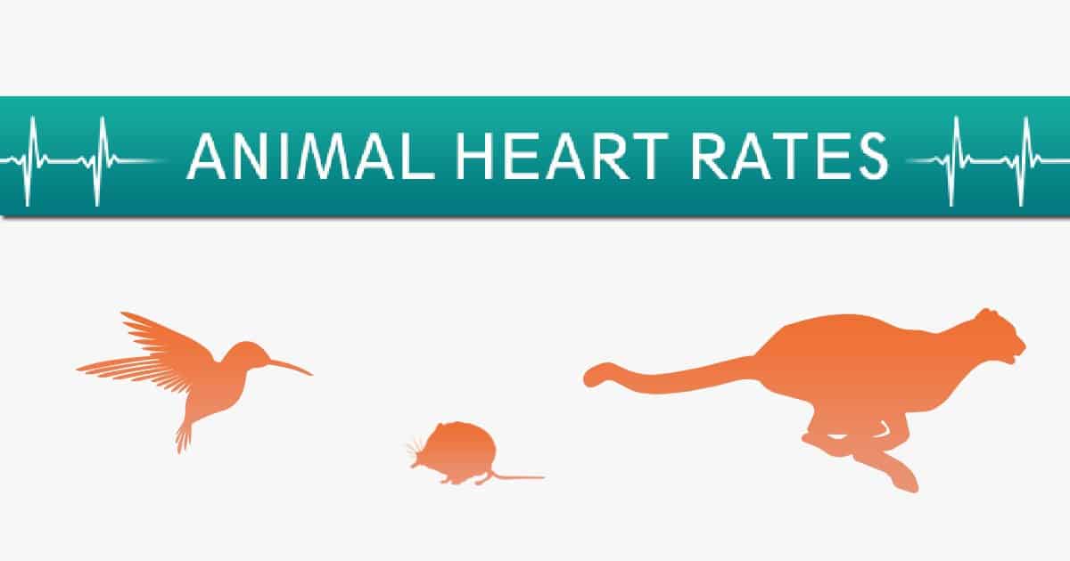 13 Animal Heart Rates I Love Veterinary