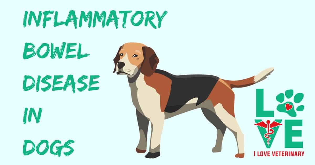 Inflammatory Bowel Disease In Dogs I Love Veterinary