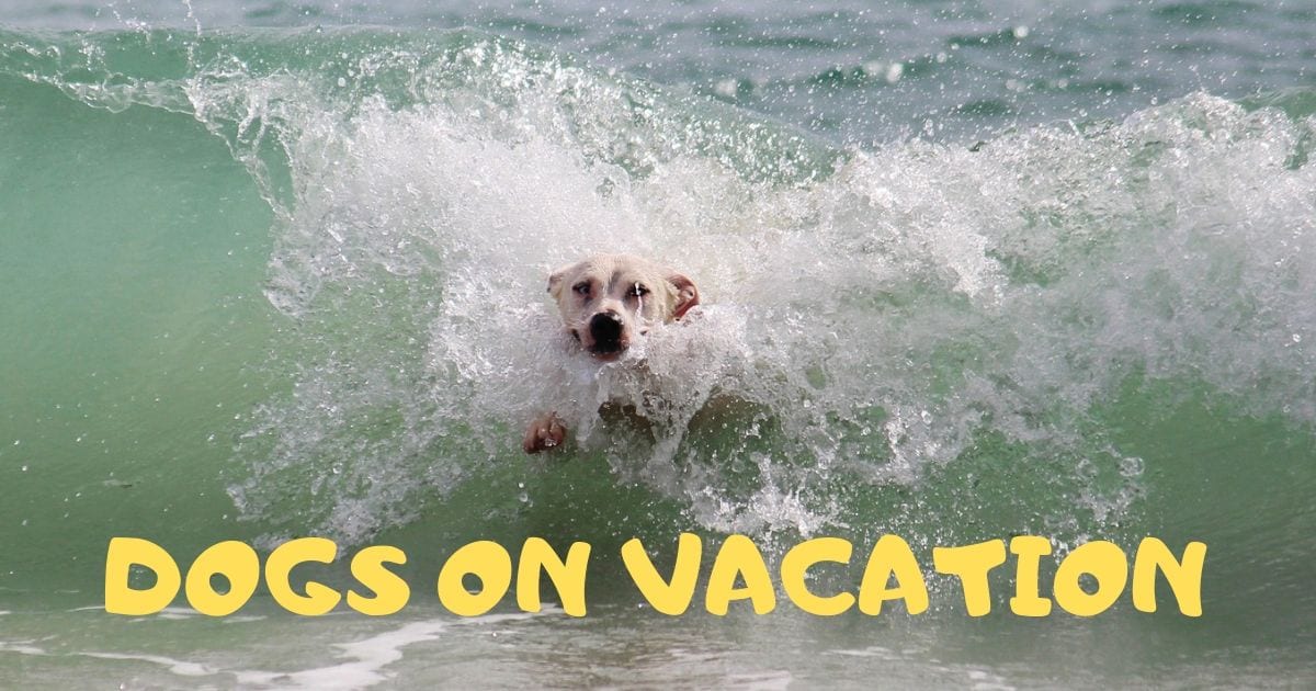 Dogs On Vacation I Love Veterinary