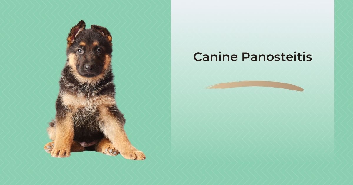 Canine Panosteitis I Love Veterinary Blog for Veterinarians, Vet