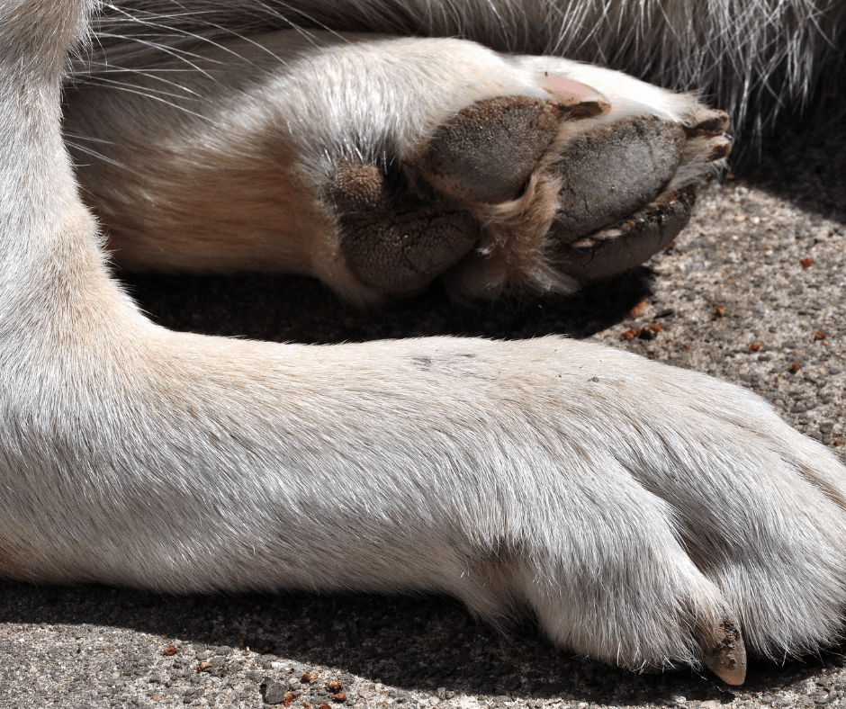 Do dogs feet burn? Let’s Explore KeepingDog