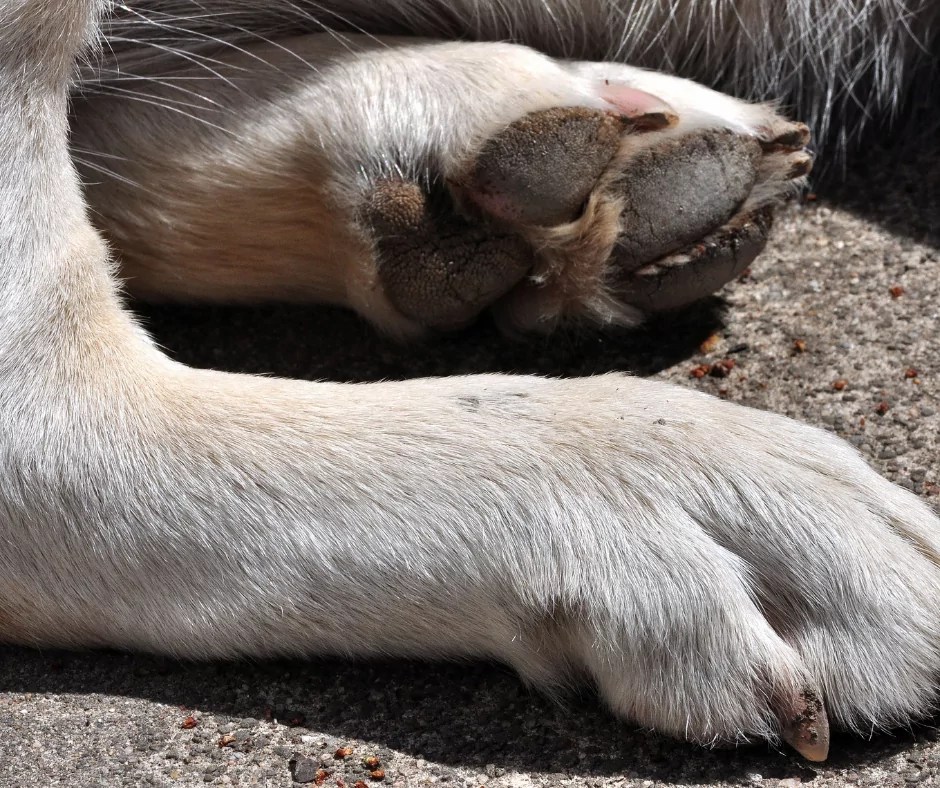 How Hot Is Too Hot For A Dog's Paws? I Love Veterinary