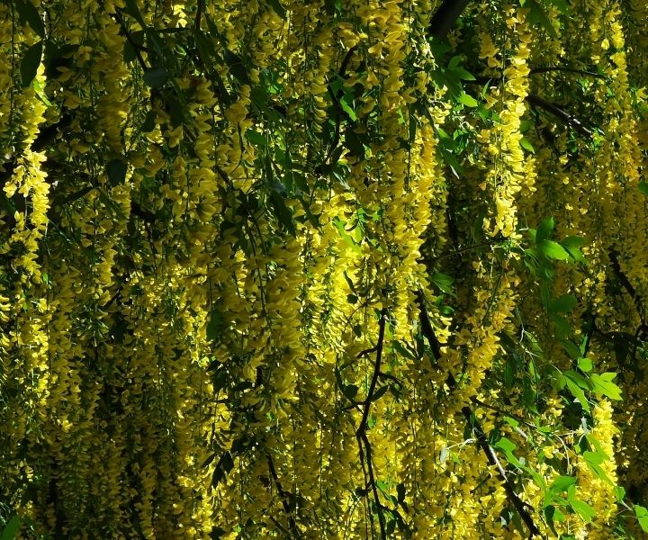 Yard Plants Poisonous To Dogs I Love Veterinary