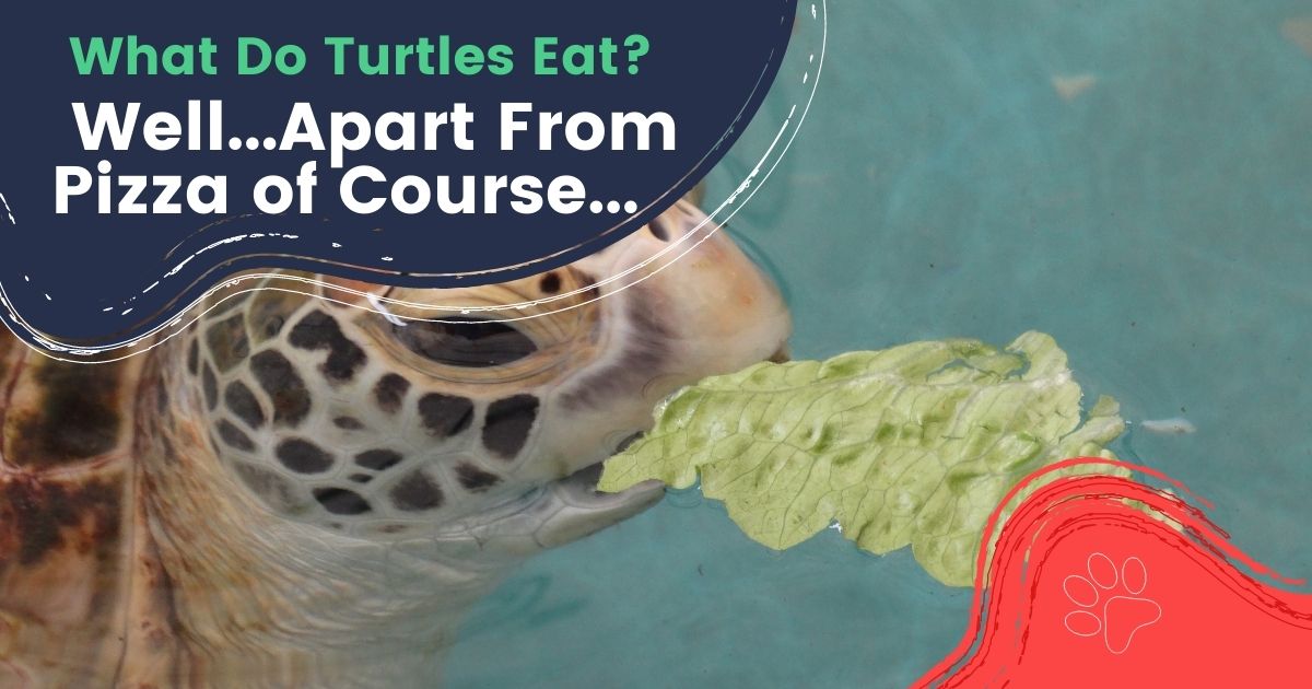 What Do Turtles Eat? Well...Apart From Pizza Of Course I Love Veterinary
