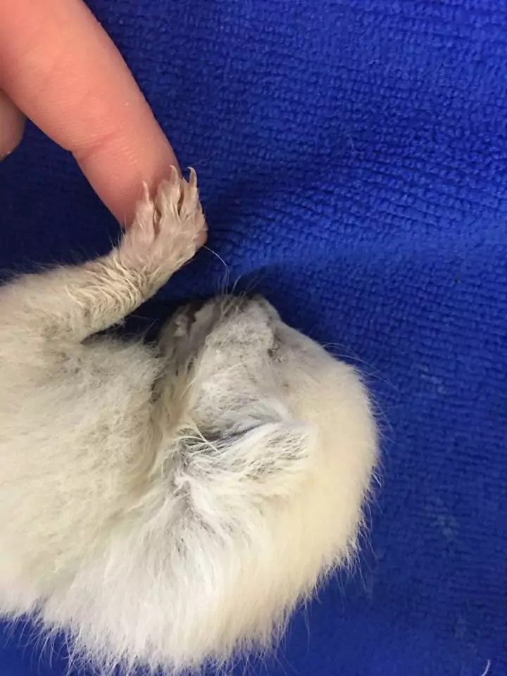 Fading Kitten Syndrome What Is It, And Is It TREATABLE? I Love