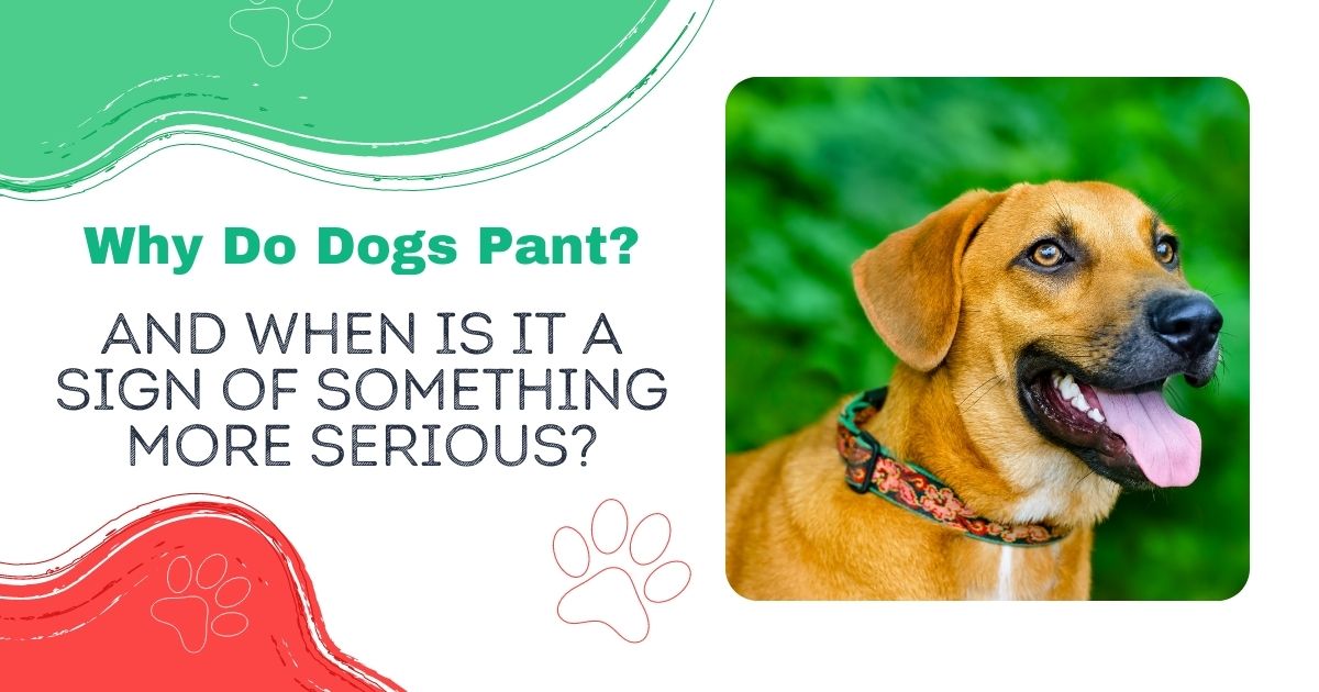 Waarom Hijgen Honden? En Wanneer Is Het Een Teken Van Iets Ernstigers? - Ik Hou Van Veterinair