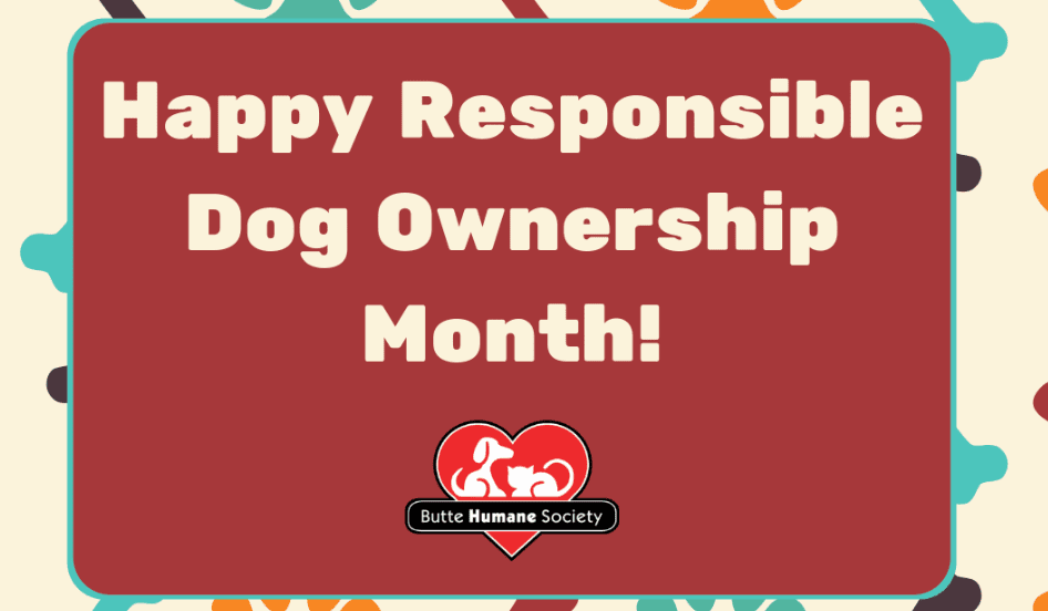 Creating Awareness On Responsible Dog Ownership Month (September) I