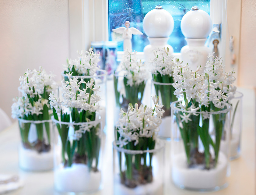 Potted bulbs for that wondrous Christmas mood Ilsysays