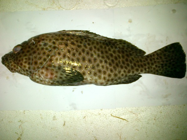 Panduan mengenali ikan yang selalu dijual di pasar (Bahagian 1) Iluminasi