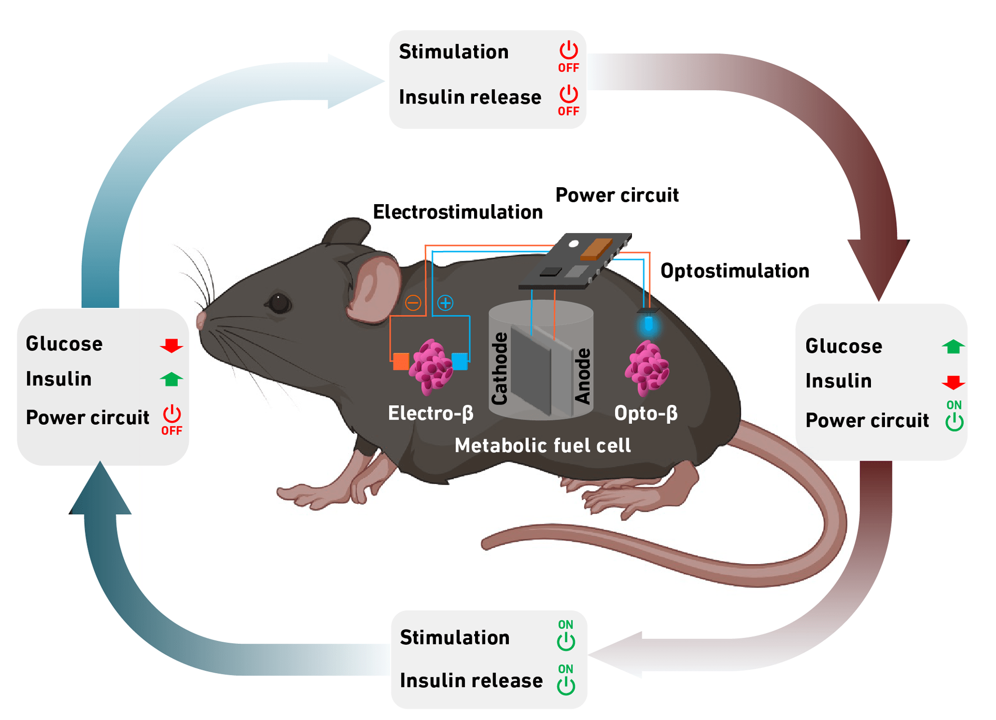Powering Medical Devices From Within Scientists Turn Blood Sugar Into