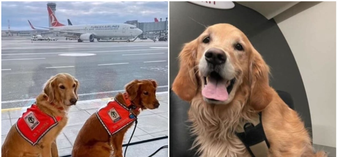 Turkish Airlines Upgrades Rescue Dogs To First Class To Honour Their