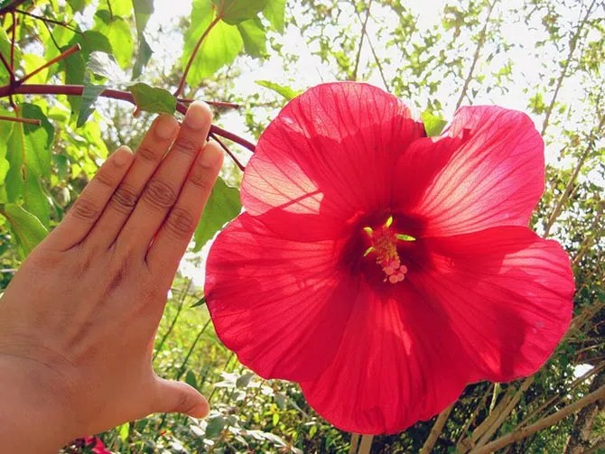 The healing power of flowers Get Ahead