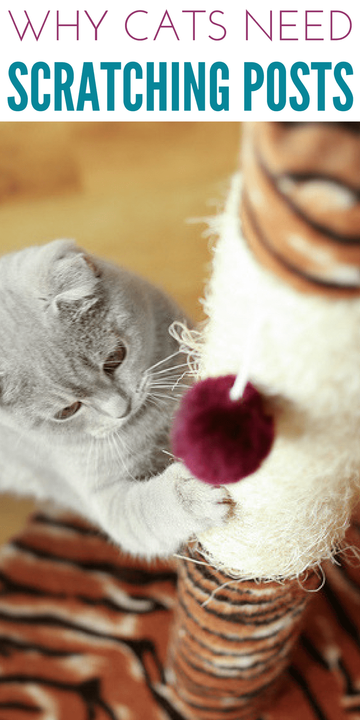 Why Cats Need Scratching Posts Health Benefits and More