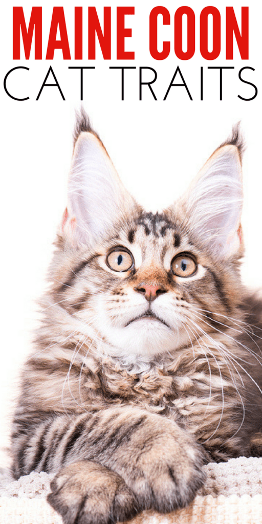 How to Tell if a Cat is a Maine Coon Some Characteristics to Look For