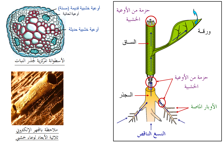 تحويل المادة وتدفق الطاقة في نظام بيئي/ دخول الطاقة