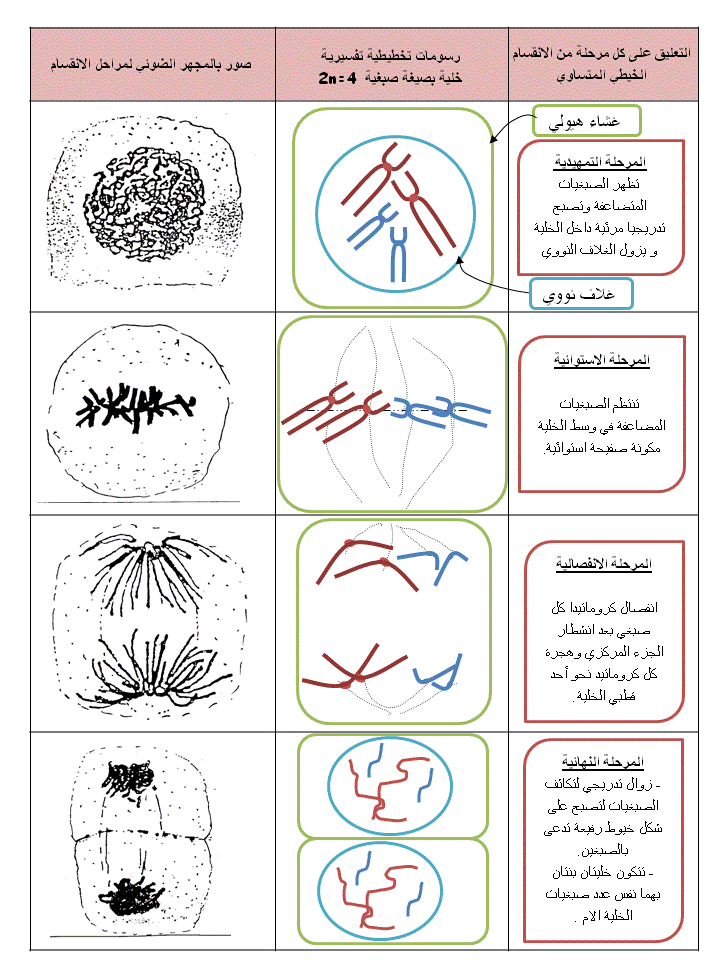 الانقسام الخيطي المتساوي في الخلية النباتية lemburs