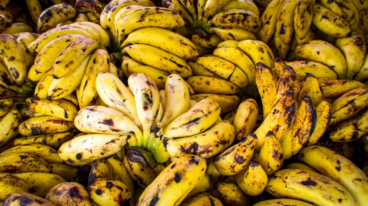 ¿Cuáles son las diferencias entre plátano y banana?