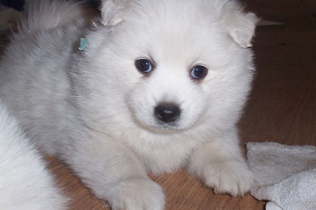 Imag Kennels, home of the rare Japanese Spitz breed. Puppies and Stud dog