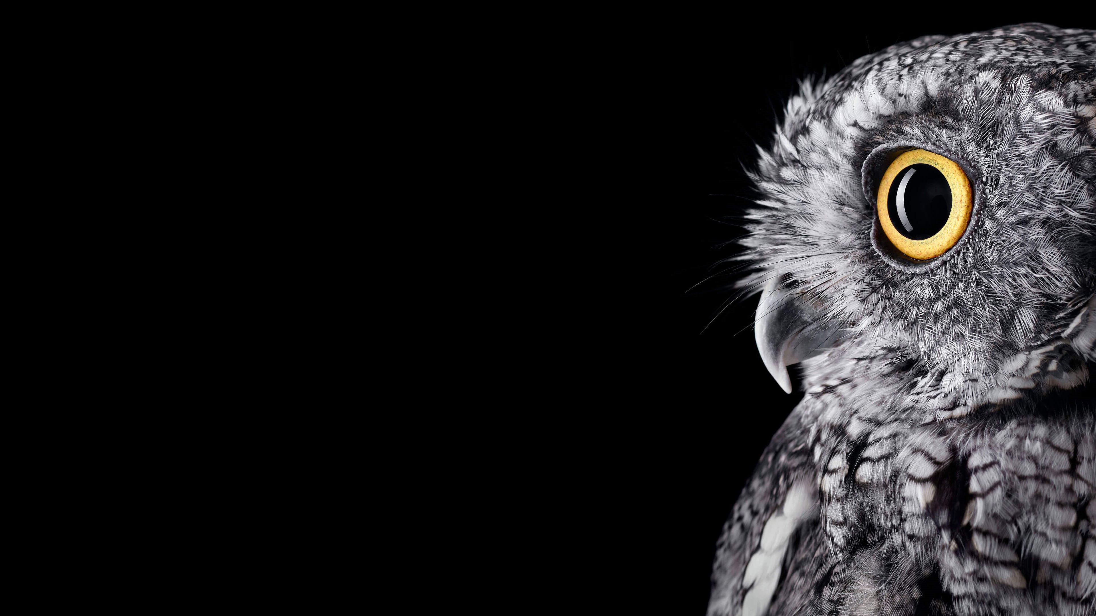 Owl Backgrounds For Facebook