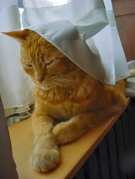 Chat agé avec une mauvaise haleine, qui bave énormément et