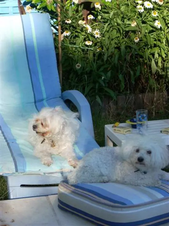 Pose d'une prothèse à un chien comment s'est passée la