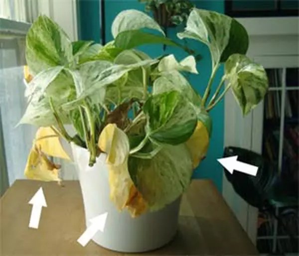 Pourquoi ma plante verte jaunitelle? Questions et