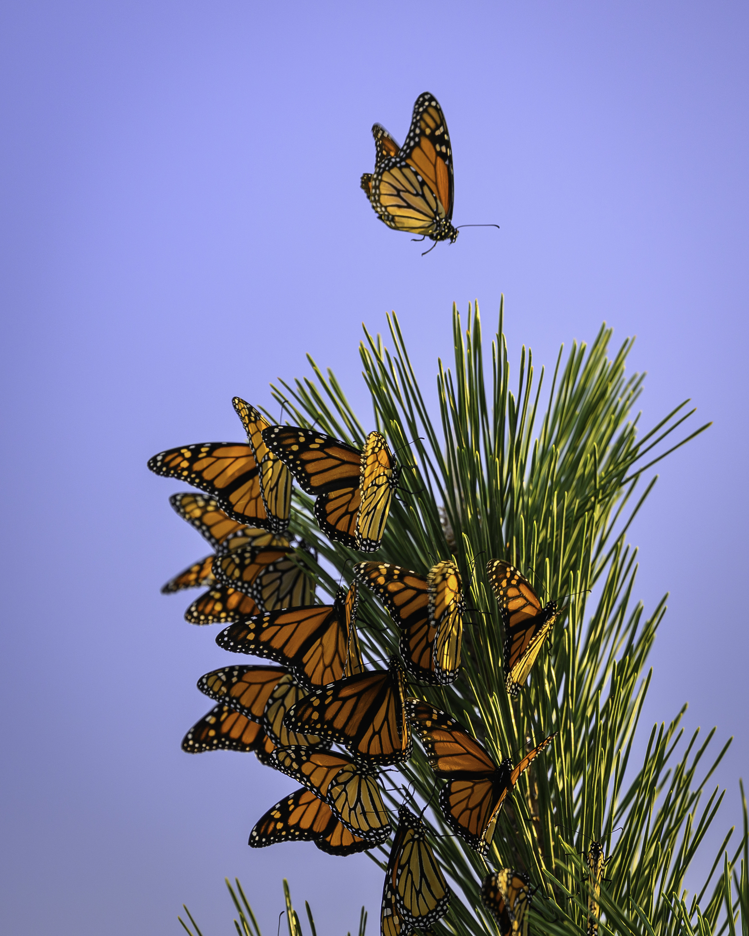The Great Monarch Butterfly Migration 27 East