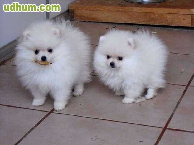 BUSCO HEMBRA POMERANIA BLANCA