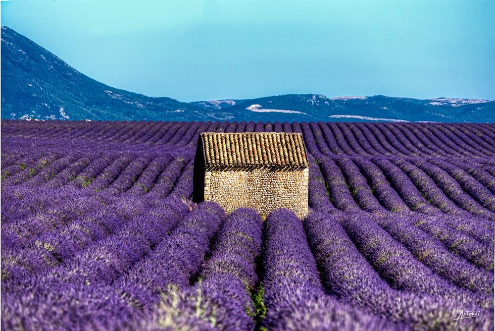 Lavande à Valensole