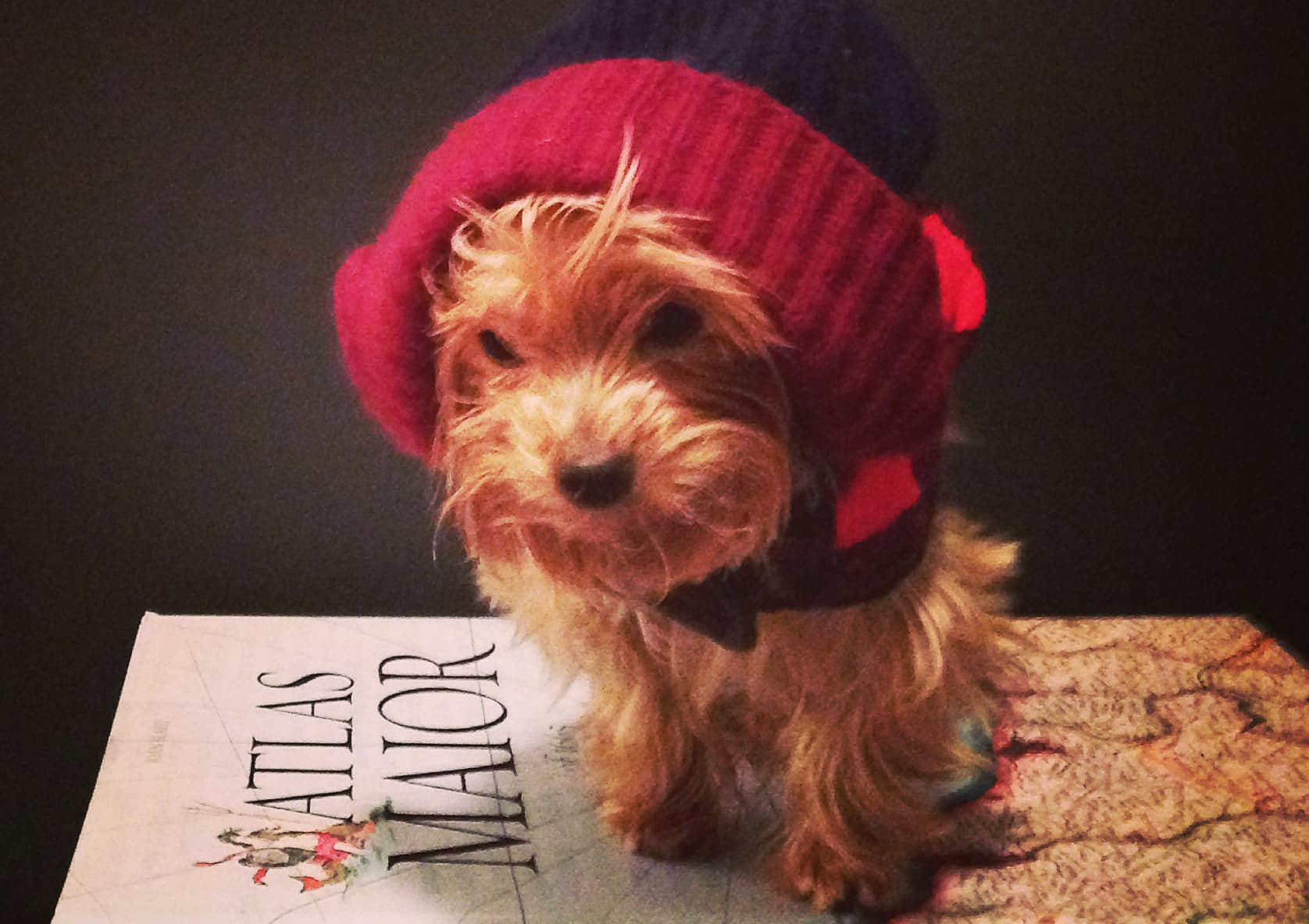 The 2015 Dogs of the Dow