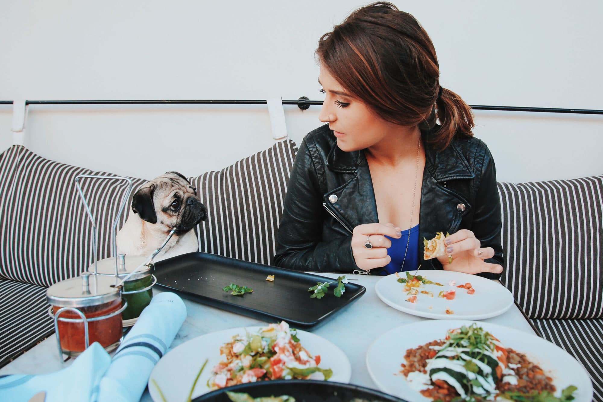 Own the next Doug the Pug? 4 steps to make your pet famous