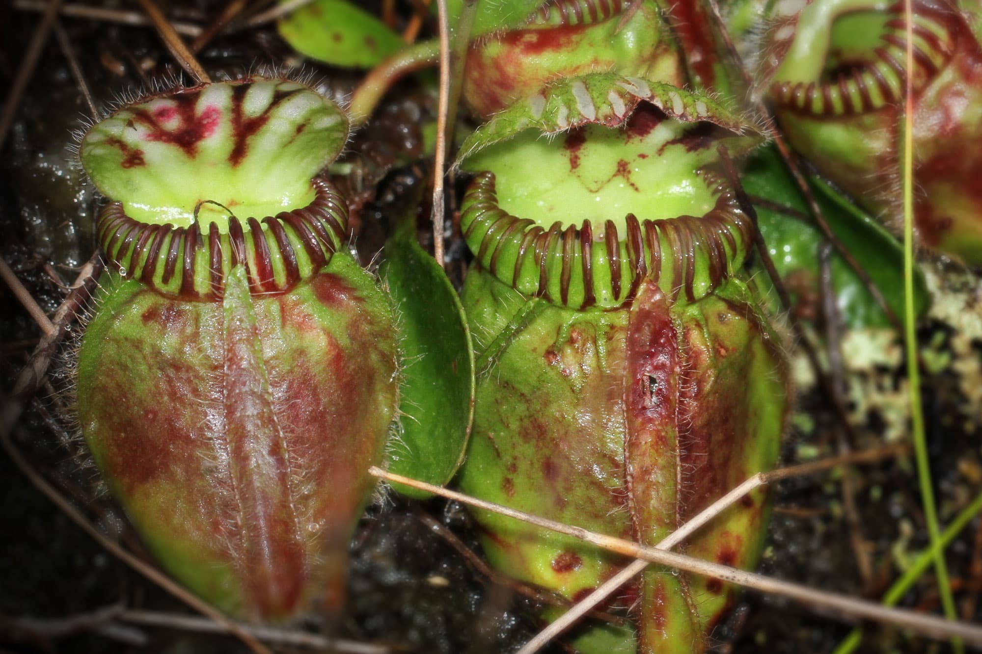 How carnivorous plants developed their taste for prey