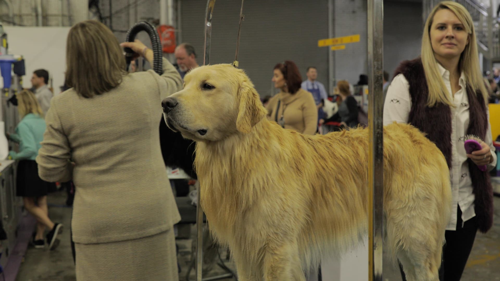 Is There Prize Money In Dog Agility