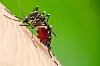 Record dengue fever cases in France Risks and prevention measures