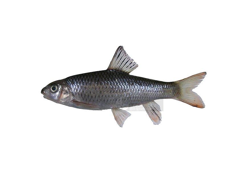 台灣石 (魚賓)（學名：Acrossocheilus paradoxus）(2509663)