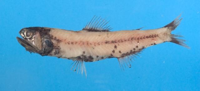 中文名渡瀨眶燈魚數位典藏與學習聯合目錄