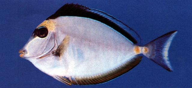中文名黑背鼻魚數位典藏與學習聯合目錄