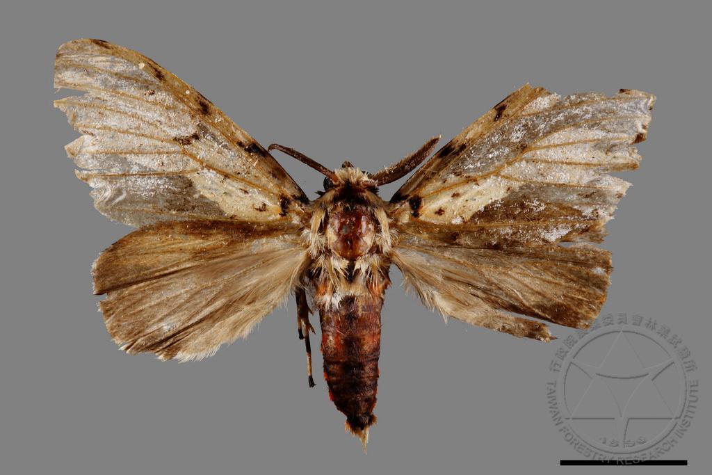 Lymantria minomonis(4579584)