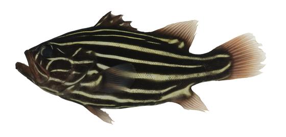 學名Grammistes sexlineatus